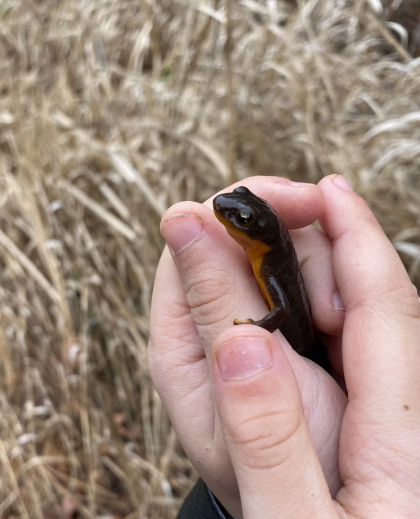 Preschoolers find a newt at Oregon Outdoor Kids in Eugene, Oregon