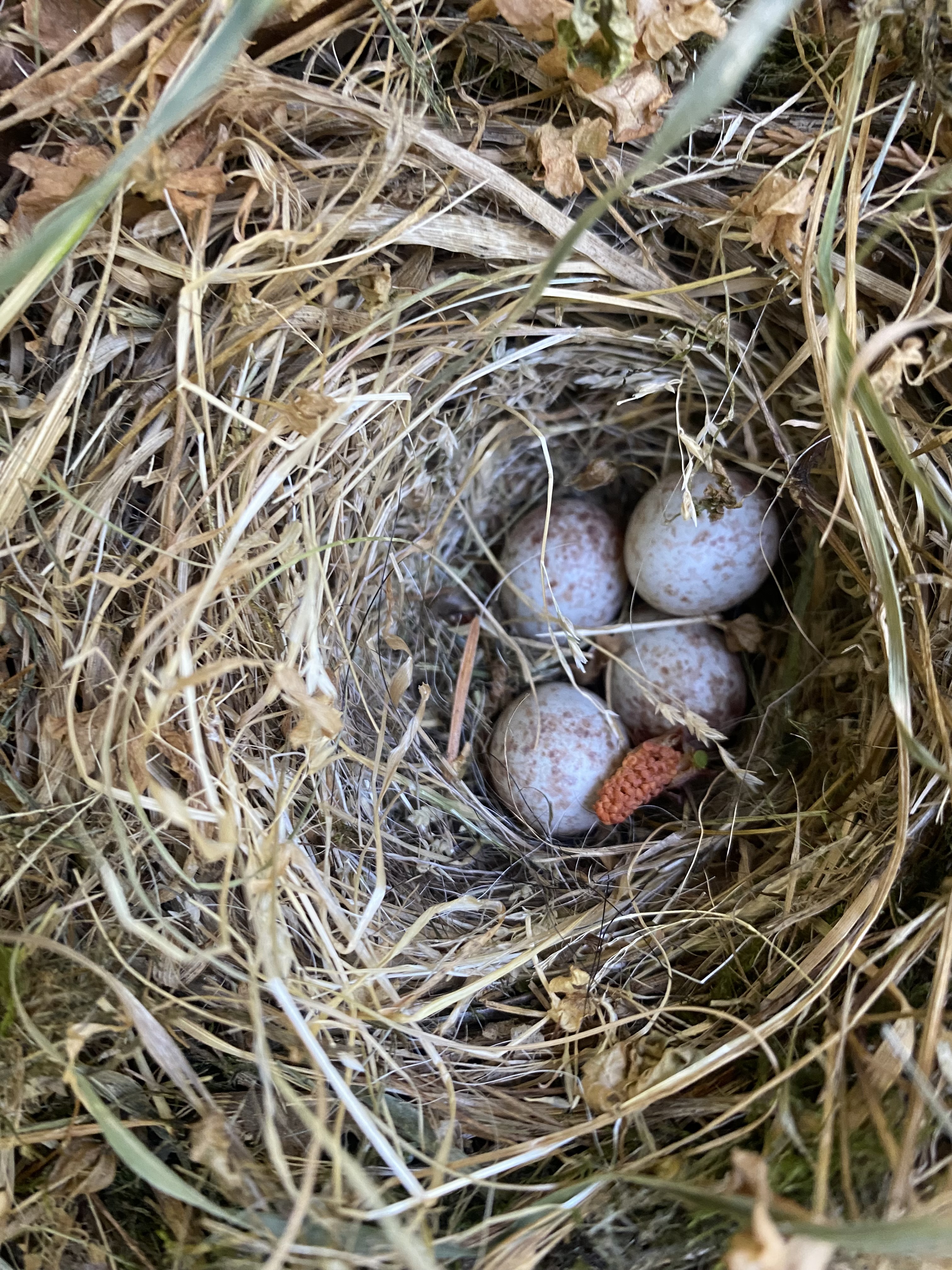 Children find birds nest at Oregon Outdoor Kids an Outdoor Preschool in Eugene, Oregon