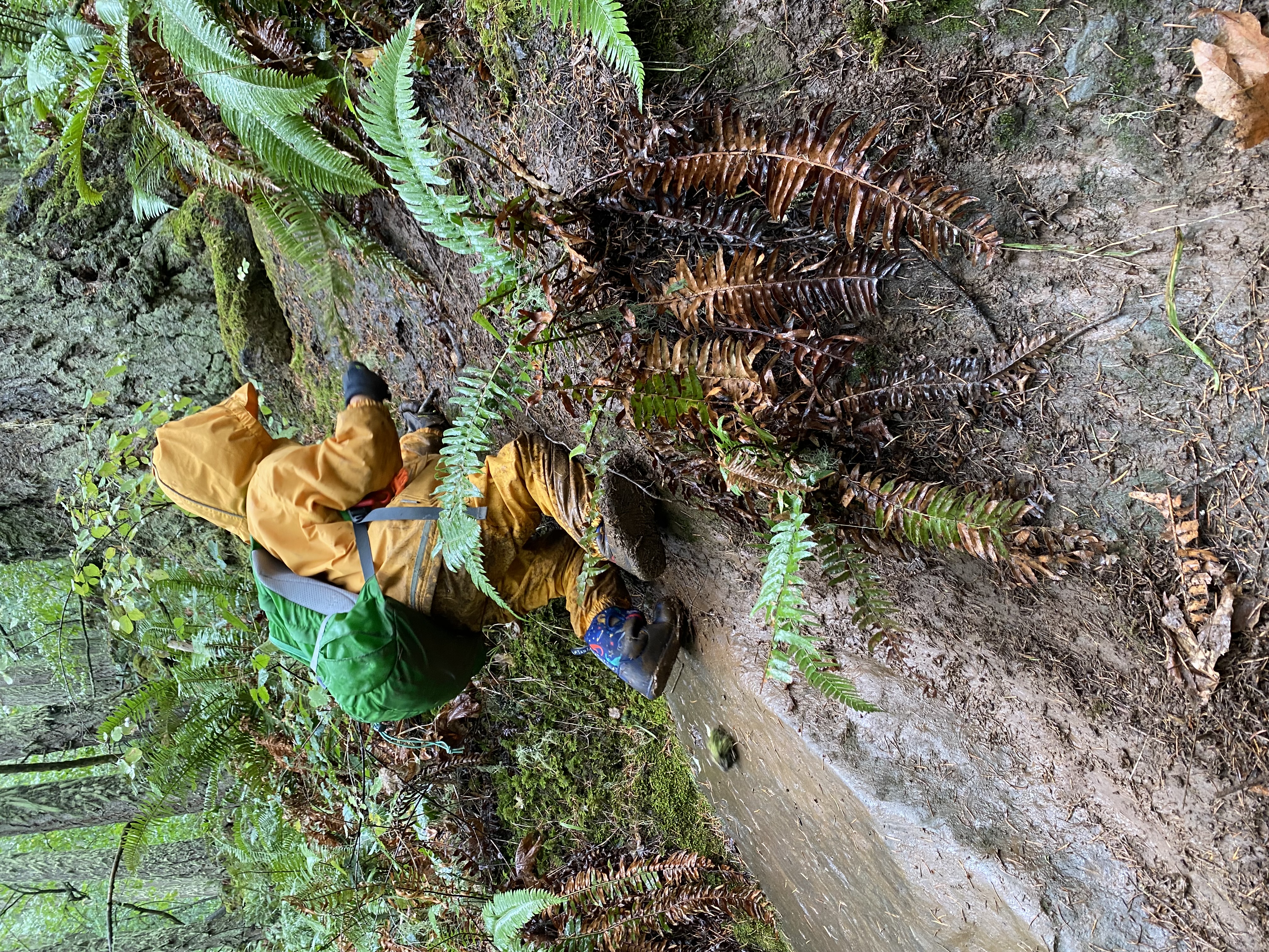 Child working on their climbing skills at Oregon Outdoor Kids forest preschool in Eugene.
