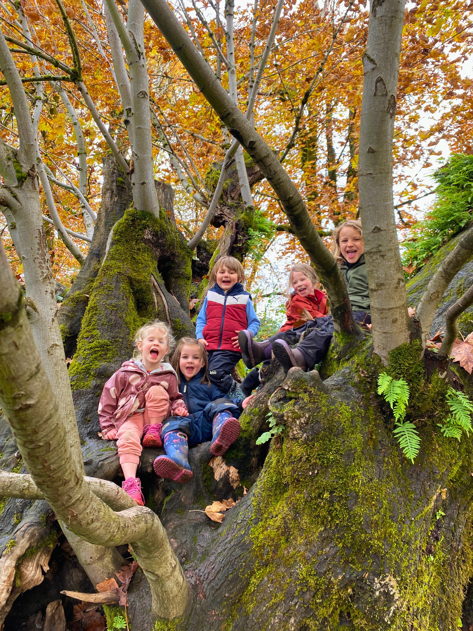 Children climbing a tree at Oregon Outdoor Kids forest preschool in Eugene, Oregon